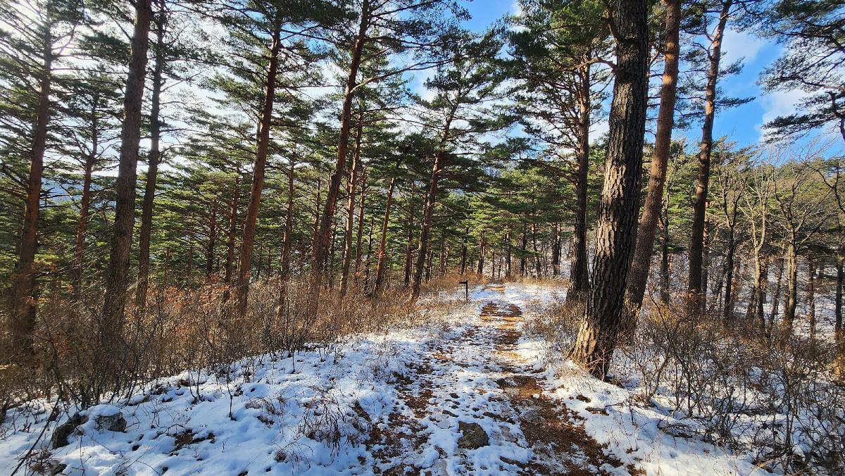 산림청 명품숲길 겨울 트레킹 : 대관령소나무숲길, 국가숲길·금강송