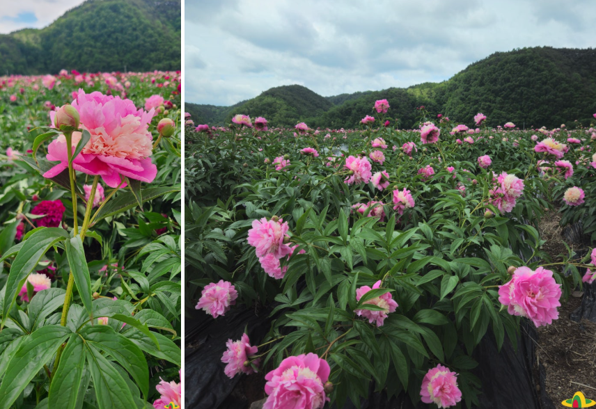 의성 조문국사적지, 작약꽃이 피어나는 고대의 정원