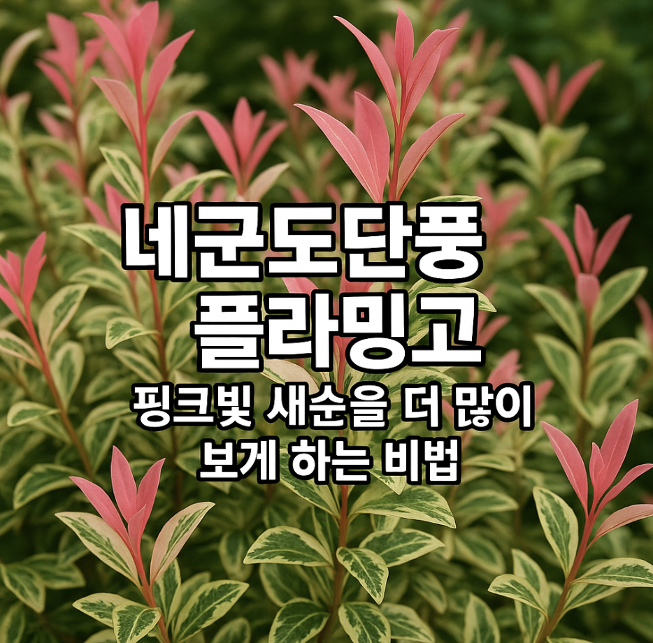 네군도단풍 플라밍고, 핑크빛 새순을 더 많이 보게 하는 비법
