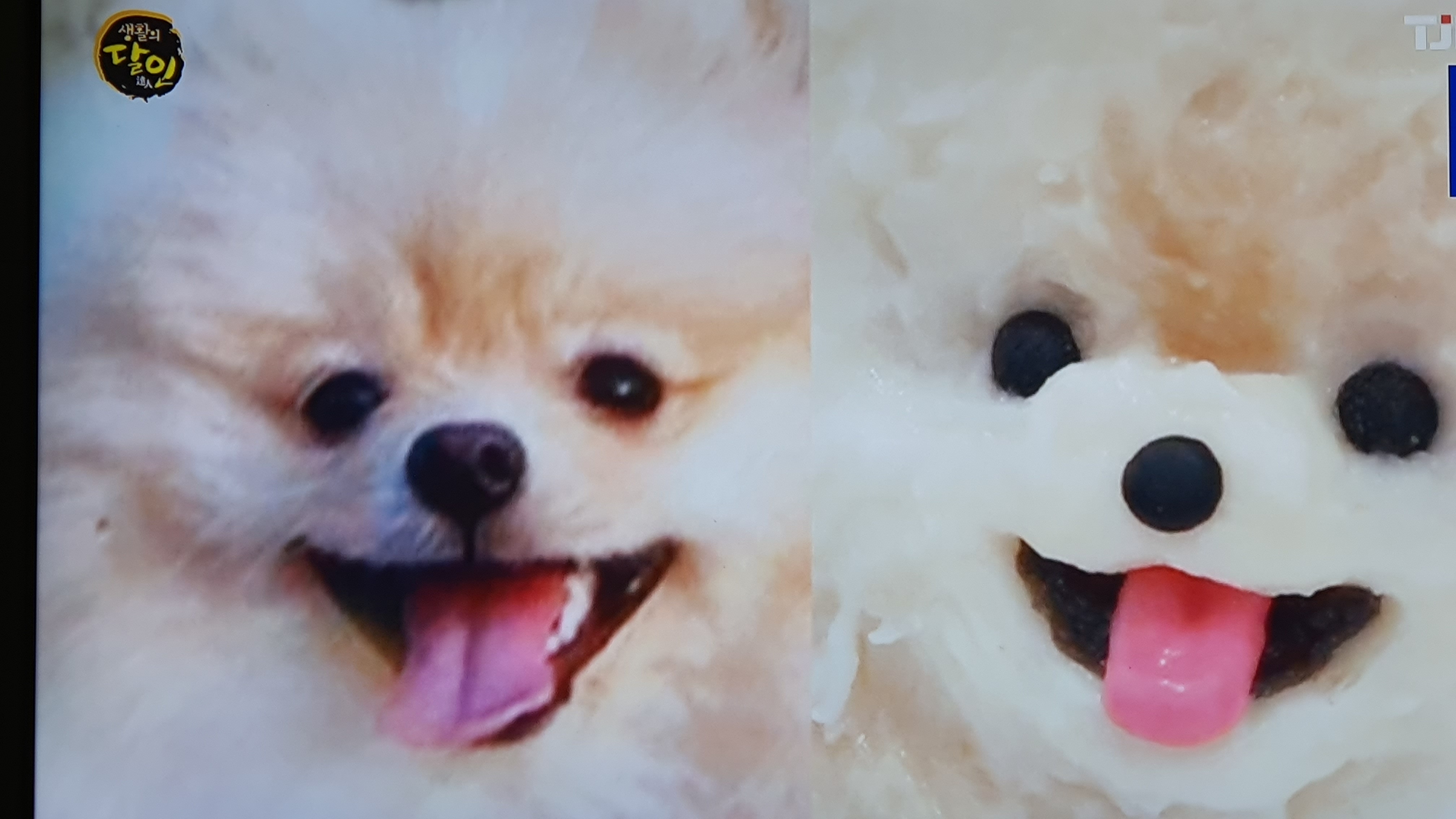 왈테이블 가격 정보