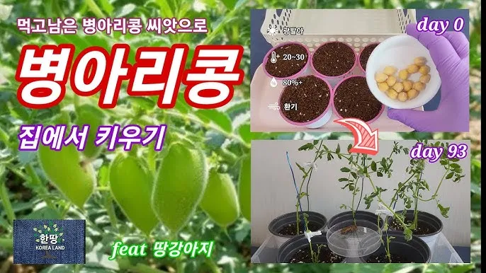 병아리콩 재배 따뜻한 흙 파종 관리 물 절약_7