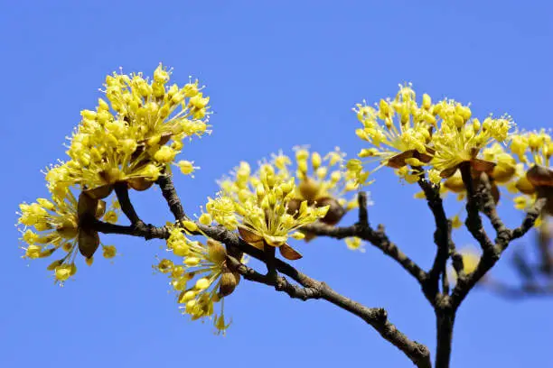 서울-수도권-3월-꽃축제-서울-근교-봄꽃-명소