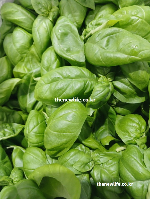바질 효능 조리법 요리 마지막 단계