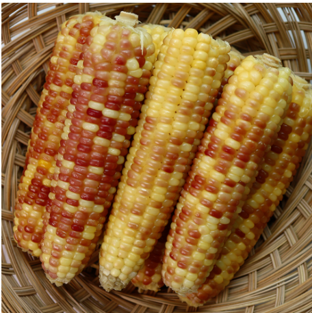 맛있는 삶은 옥수수