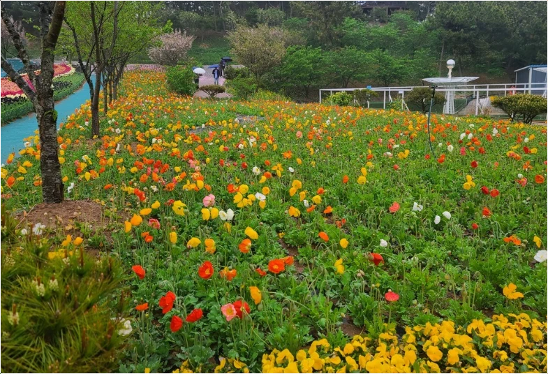 2025-태안-세계-튤립-꽃박람회