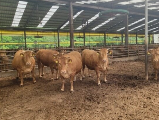 일본-뇌염-예방접종-시기