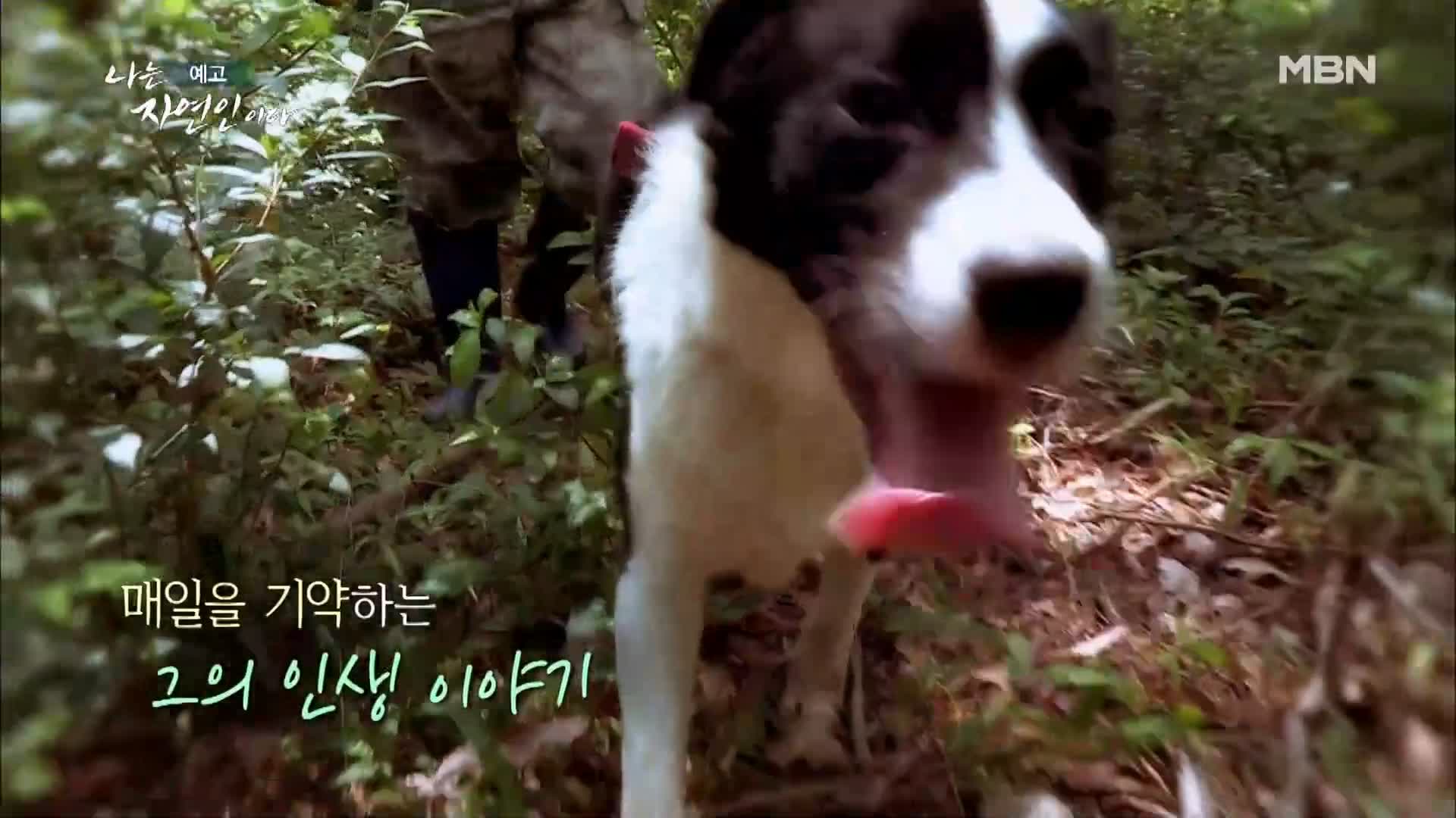 이승윤 윤택 나는 자연인이다 518회 간암 시한부 인생, 경찰 출신 그 후 10년 바보죽 레시피, 식전 녹즙 자연인 강병도 소개 및 출연 다시보기
