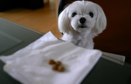 반려동물 영양제 주요 기능별 분류 관련 사진