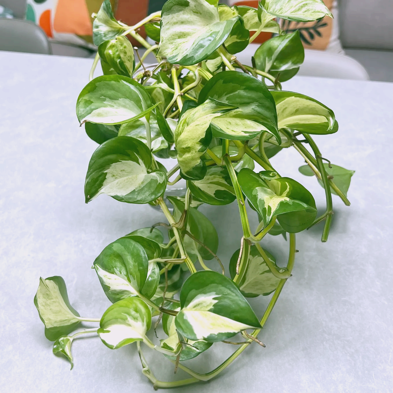 키우기 쉬운 식물