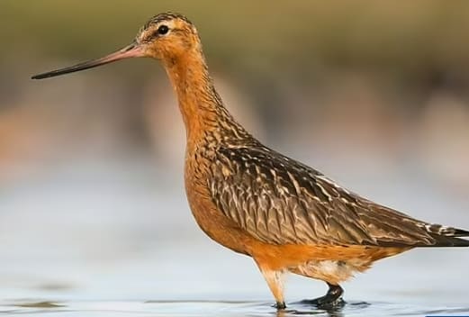 이럴 수가!...13,560km를 쉬지도 않고 날아간 새...세계 기록 깨 VIDEO:Good godwit! Bird flies 8,425 miles NON-STOP from Alaska to Australia