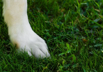 강아지 발바닥/출처:어도비스톡