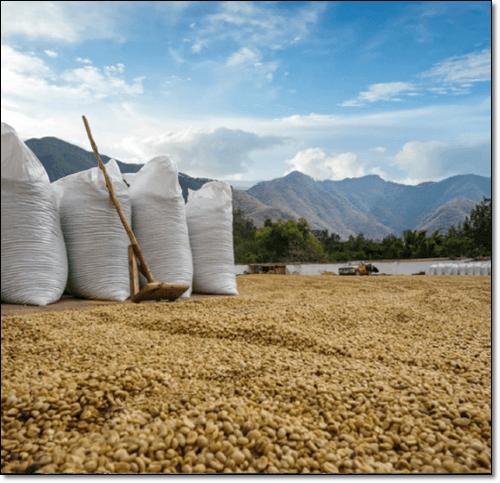 그린커피빈 건조