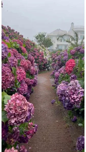 제주도 장마 기간 언제 시작될까 예상시기 완벽 기상 정보_17