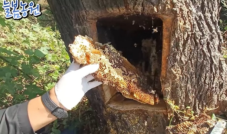 생생정보-홍천-꿀의진수-토종꿀-늘봄농원