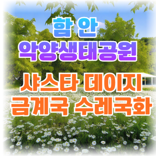 악양생태공원 샤스타 데이지와 금계국