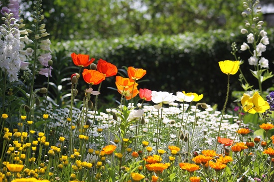 관상용 개양귀비 꽃, 꽃말/효능/키우기