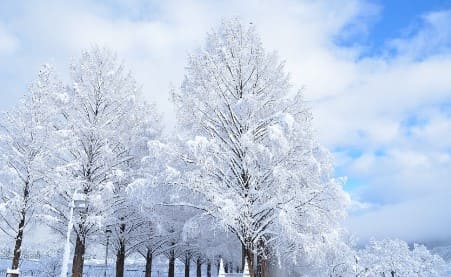 흰색 눈으로 뒤덮힌 나무들