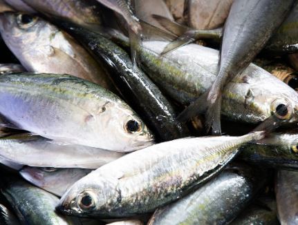 참치, 연어, 고등어