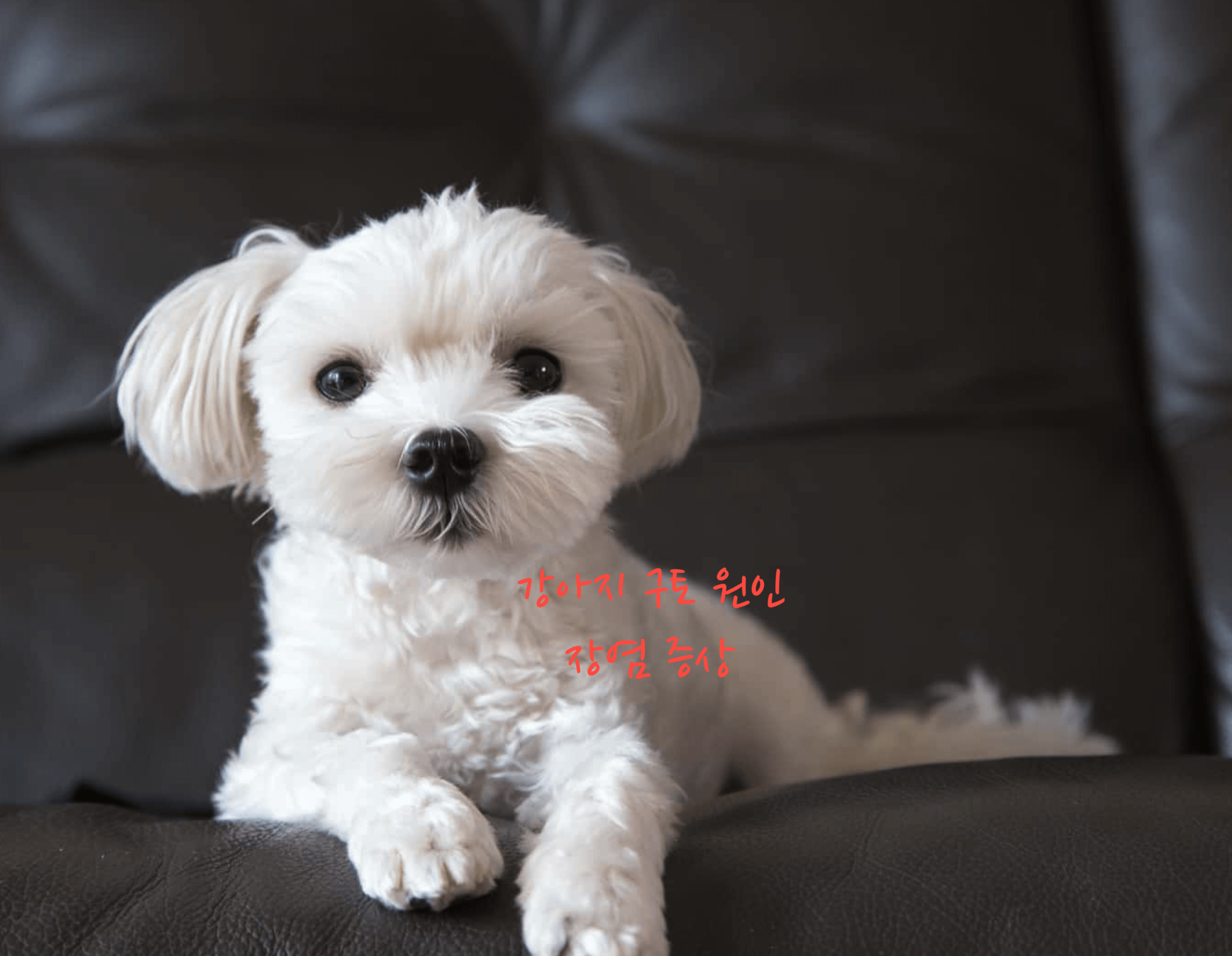 강아지 구토 원인