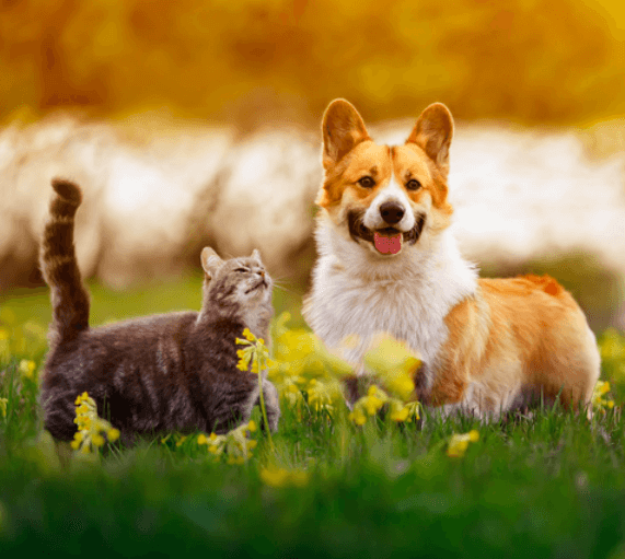 펫보험-가격비교