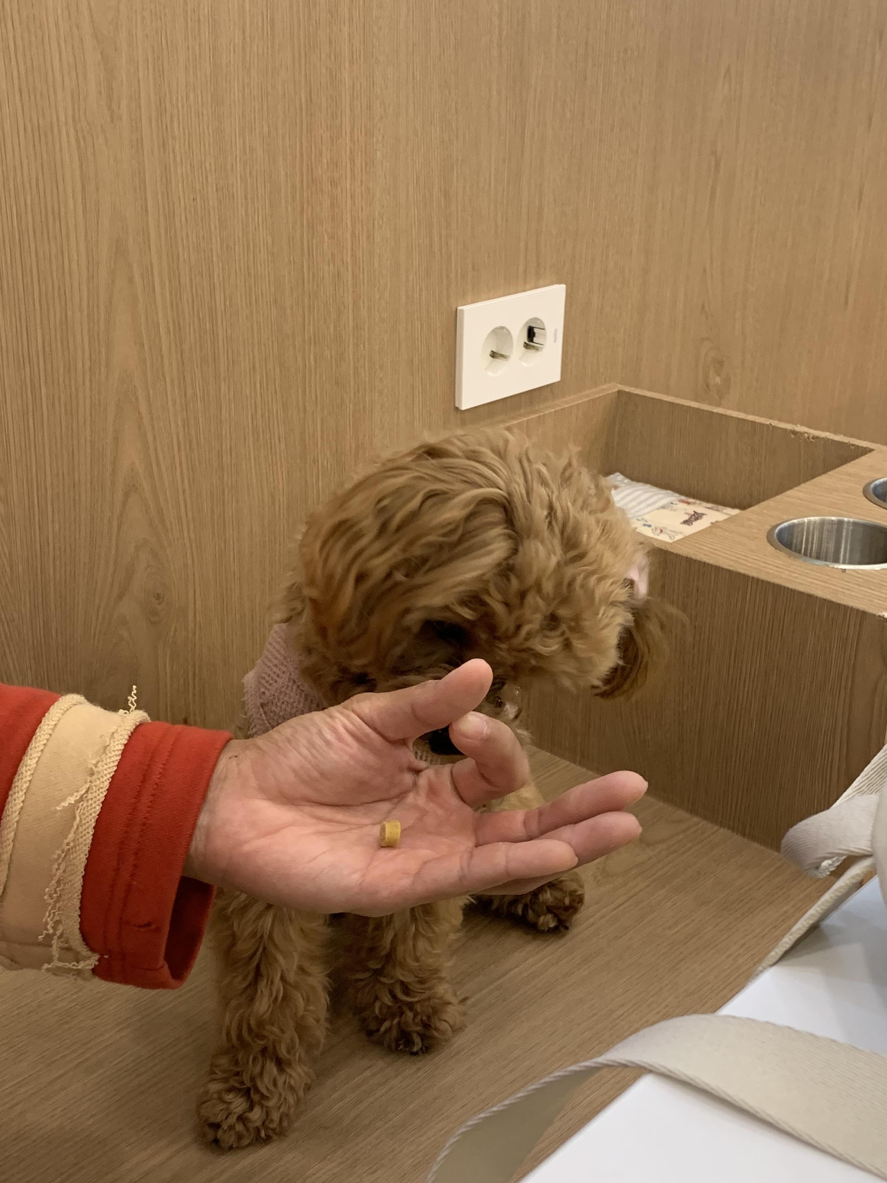 부천 부천시청 애견카페 애견유치원 애견호텔 멍스냅