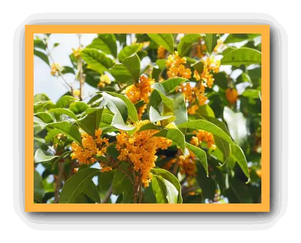 금목서 향기와 꽃말