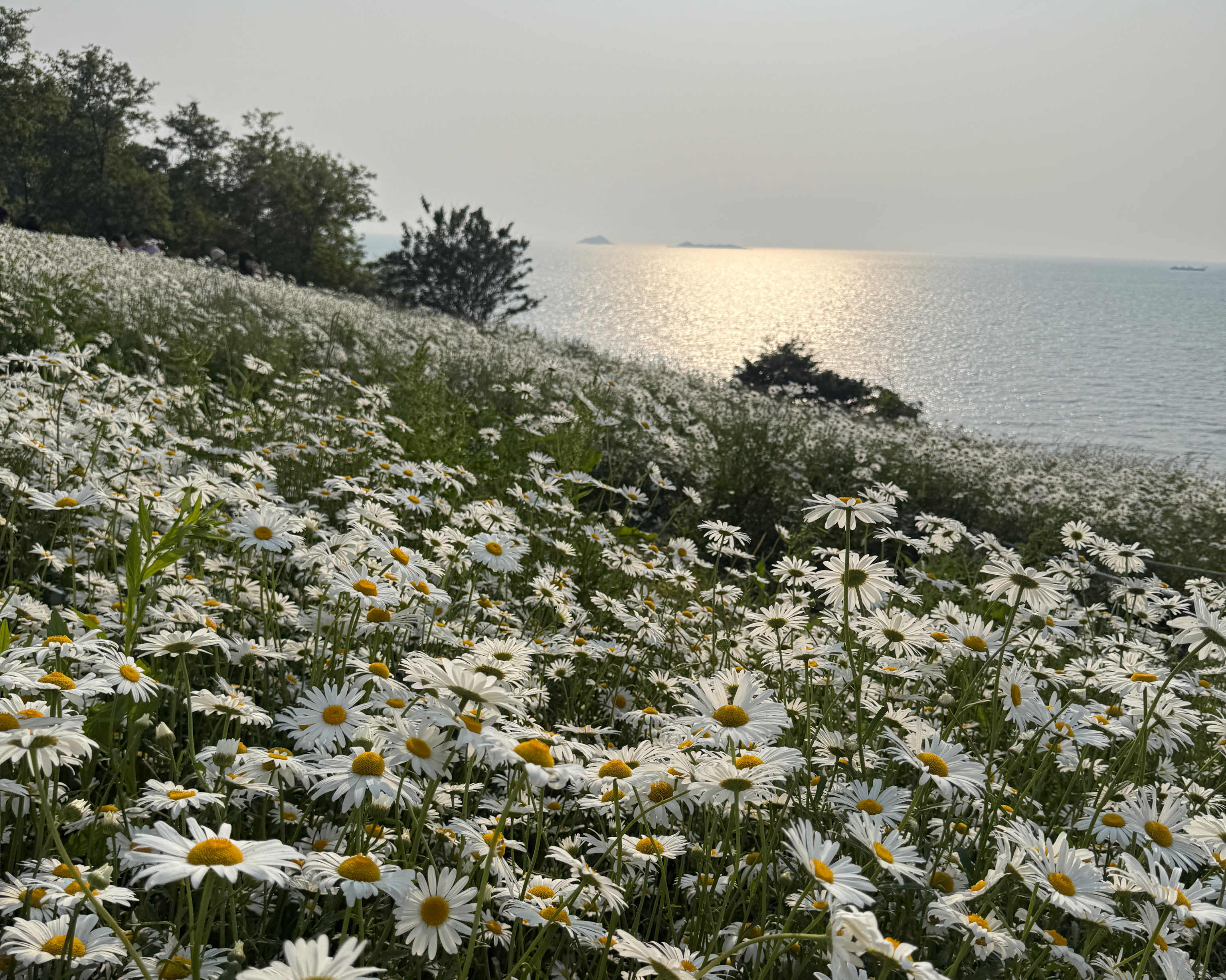 부안샤스타데이지