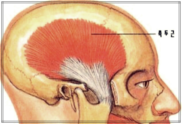 측두근과 건강: 왜 측두근이 중요한가?