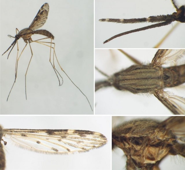 김포 파주 말라리아 경보