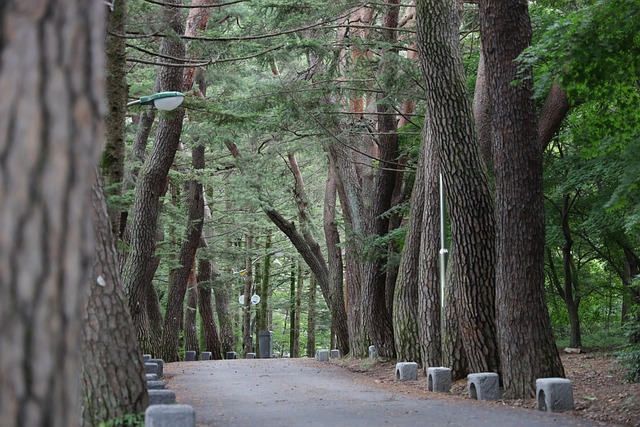 한국 전통 주거 양식에 사용된 재료, 소나무