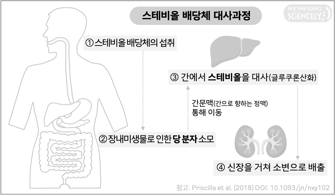 스테비아 대사 과정, metabolism, 스테비아배당체