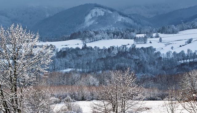 포인세티아 꽃말 가격