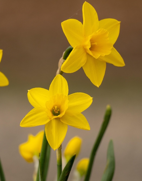 겨울 꽃 수선화