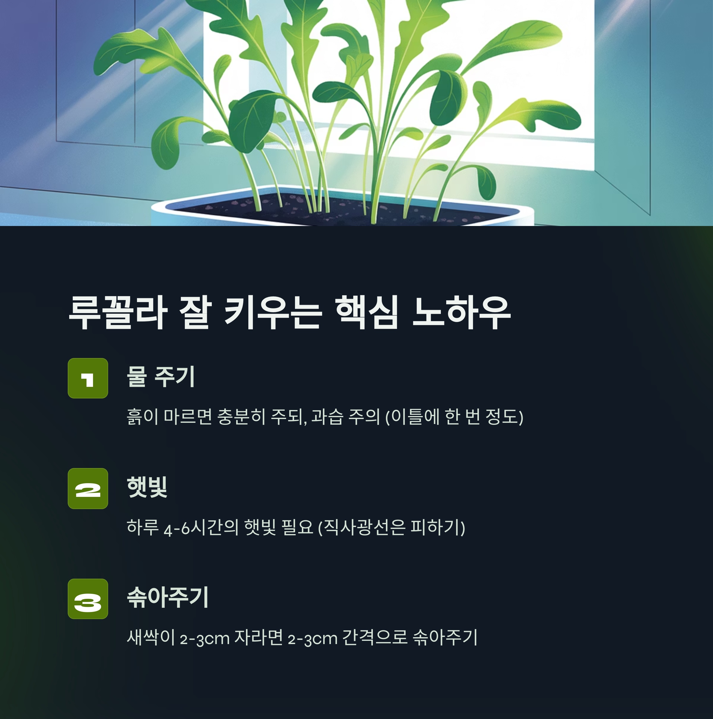 루꼴라 잘 키우는 핵심 노하우
