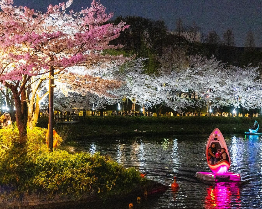반려견과 함께 즐기는 2025 서울 벚꽃축제 TOP3!