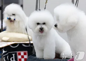 비숑 프리제 분양가격 종류 미니비숑 성격_14