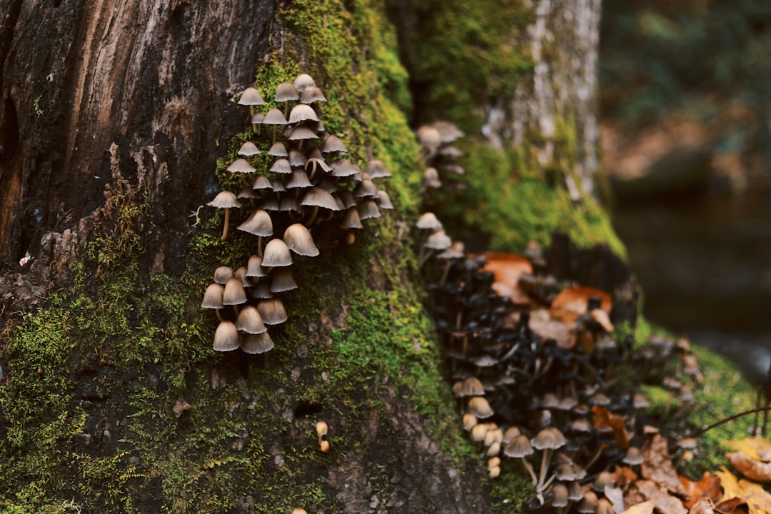Mushroom