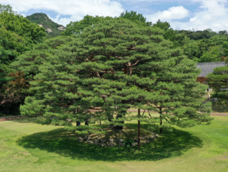 청와대 순환 버스 노선