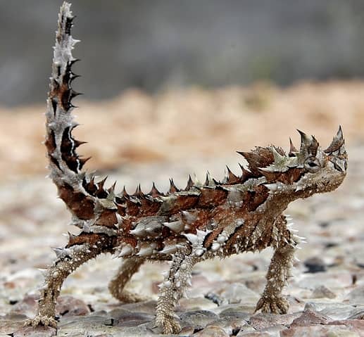 신기한 도마뱀 이야기 - 쇼니데빌 도마뱀