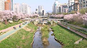 은평의 봄 2024 불광천 벚꽃축제 기본일정 및 프로그램 소개 (김범수 진성 코요태 김소현 하이키 출연) 은평 불광천 봄꽃 마라톤 대회 소개