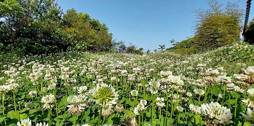 서귀포 오름 고근산의 아침