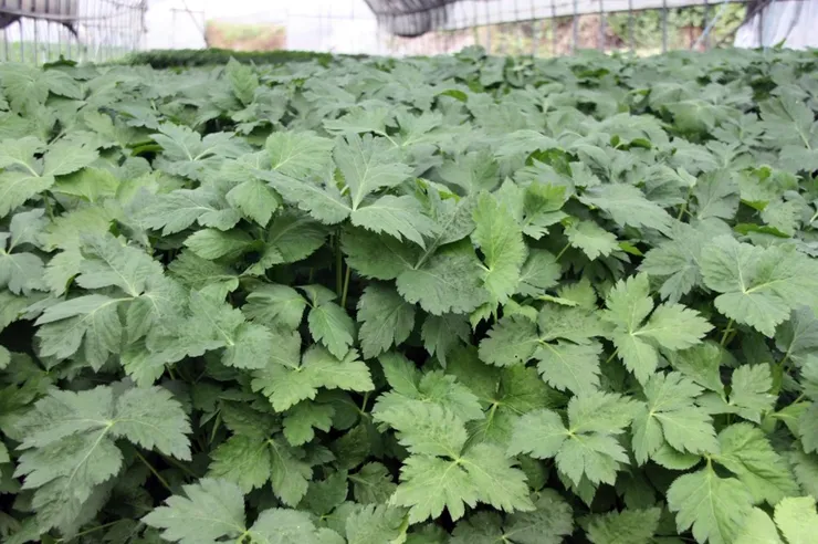 참나물 재배 반그늘 키우기 물 관리 잎 수확_4