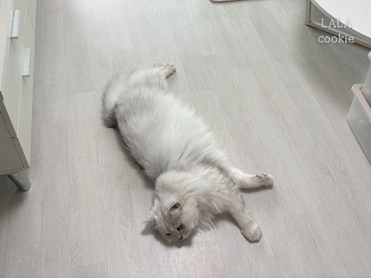 고양이-방광염-치료-후기-바닥에-누은-고양이-사진