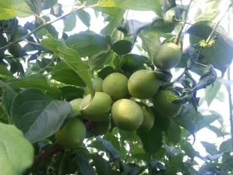 매실 수확 시기 매실장아찌 매실청 매실주 담그는 법_15