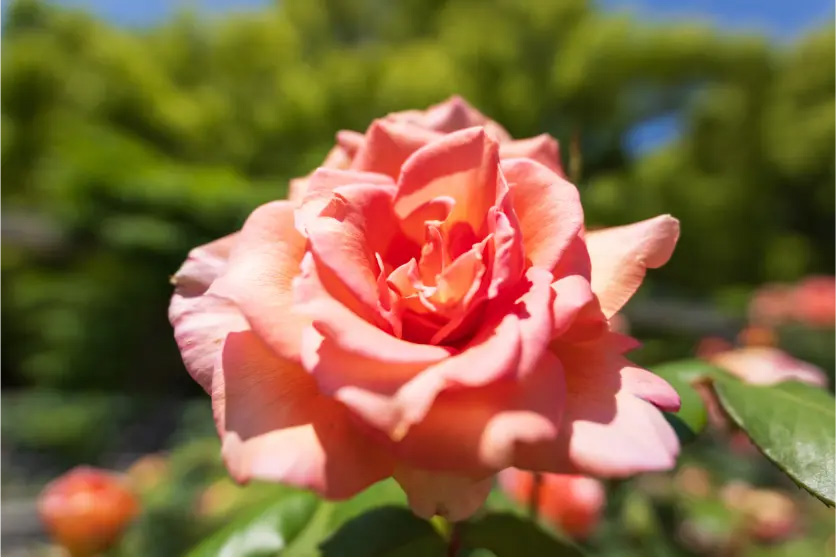 주제를 화면 중앙에 배치하여 시선을 집중시키는 중앙 구도