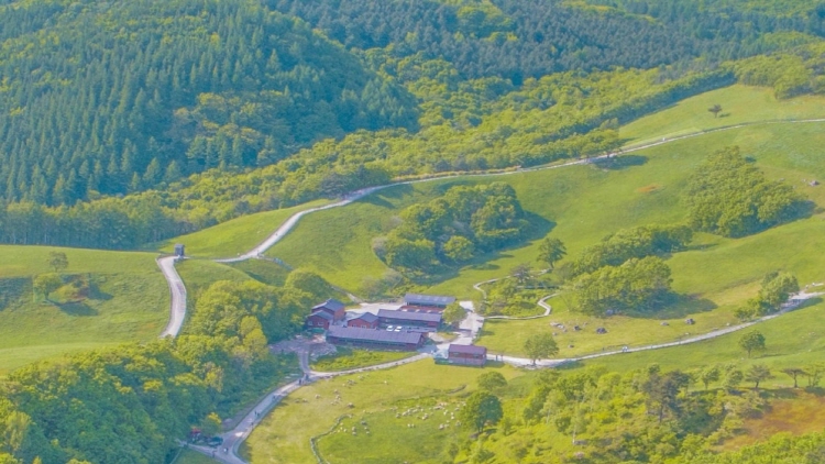 대관령 양떼목장