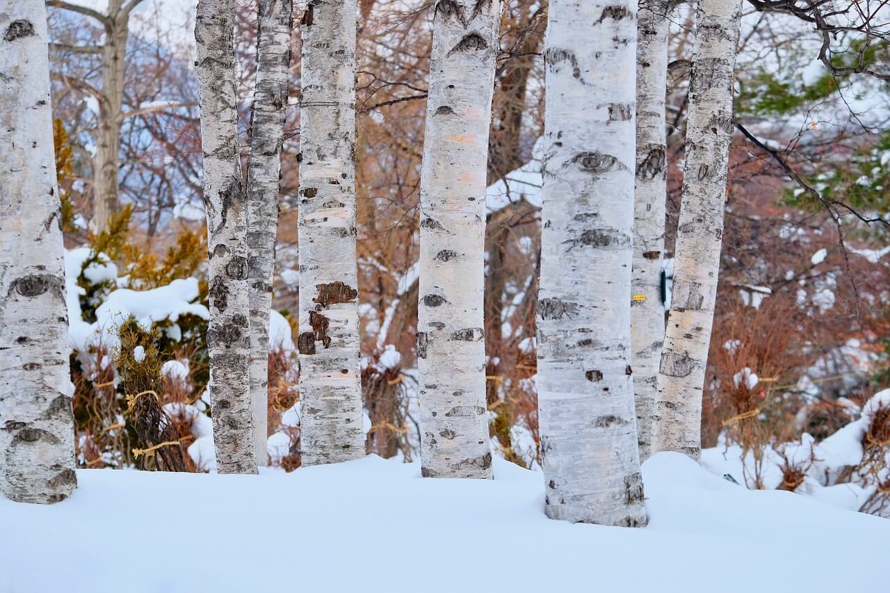 2025년 대설 날짜 의미