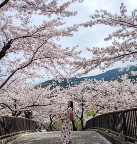 일본 벚꽃8