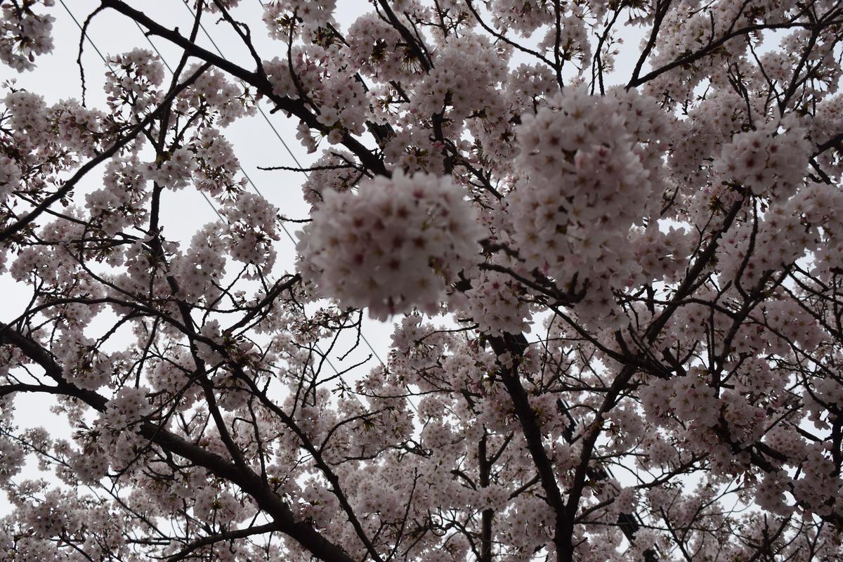 통영 벚꽃 축제 2025 봉숫골 꽃나들이