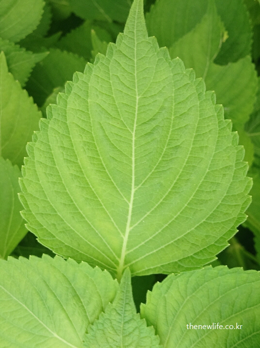 잎맥이 선명하게 보이는 깻잎 잎사귀 클로즈업